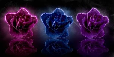 Rose Flower Blossom Bloom Art