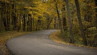 Forest Trees Country Road
