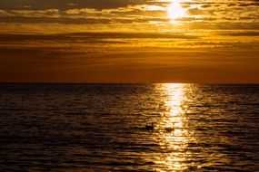 Sunset Sea Sun Clouds Swans