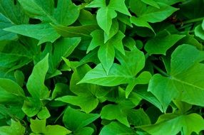 Leaves Green Ivy Leaf