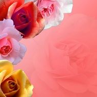 romantic background with roses