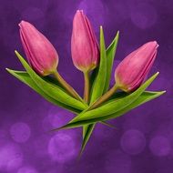 Tulip Flowers Nature Floral