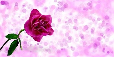 rose on a white background with pink dots