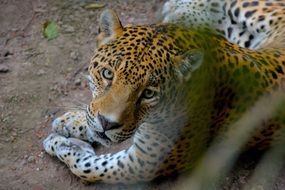 Nature Sight Jaguar