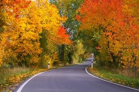 wallpaper with tree lined avenue in autumn