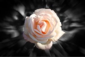 pink rose on a blurred background