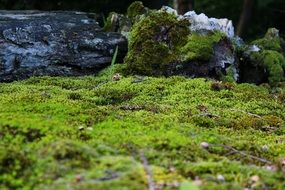 Moss Mossy Ground Nature