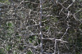 Thorns Blackthorn Texture Thorny