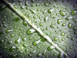 raindrops on a green leaf of a plant close up
