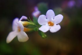 background with delicate white blossoms