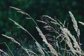 Plant Garden Nature Wind