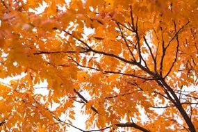 Background Orange Fall Foliage