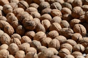 Autumn Nuts Walnut Background