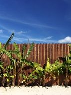 green palm trees near the fence