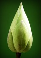 closeup of a lotus bulb