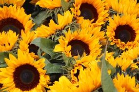 Sun Flower Flower Nature Yellow