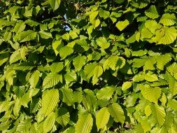 Leaves Spring Beech Green