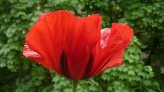 red poppy on green bush background