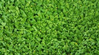 Ground Cover Green