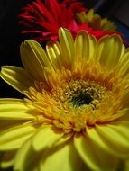 Flower Yellow Red Petals