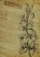 plant image on vintage background