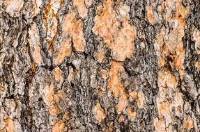 old tree bark texture
