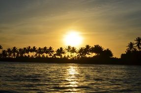 Sunset Background Palm Trees