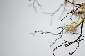 Branches Sky Nature Background