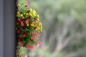 Flowers Background Balcony Gray