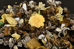 Potpourri Petal Dried Flowers