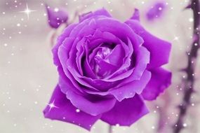Rose Purple Romantic Close