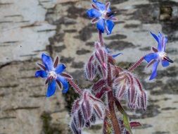 Flower Spring Background Blue