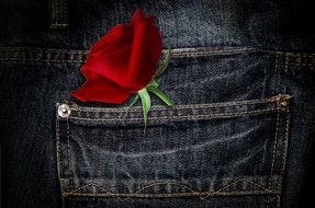 Pants Rose Flower Red Blossom