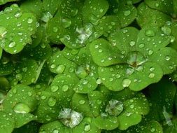 green shamrock leaves in water droplets