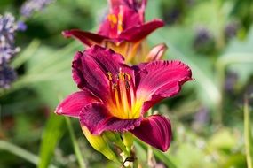 Vibrant Red Flower Garden Summer