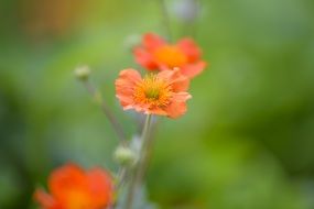 Beautiful Garden Flowers Garden