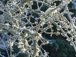 Apple Tree Branches Winter Moss