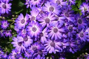 Flowers Blossoms Seasonal Spring