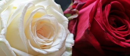 red and white roses