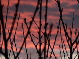Sunset Sky Bough Silhouette