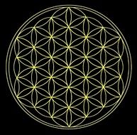 yellow flower of life on the black background