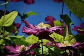 desktop background in the form of purple flowers