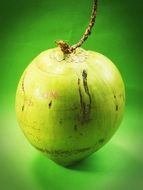 green coconut on green background