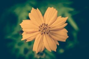 desktop background in the form of a yellow flower