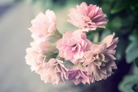 background with pink flowers and green leaves