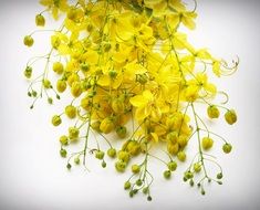 yellow cassia inflorescences