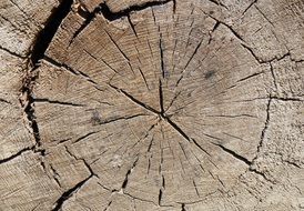 Wood Old Cross Section Rings
