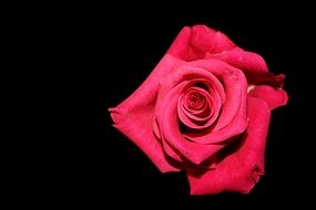Rose Red Black Background