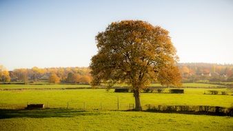 Tree Nature Autumn Meadow