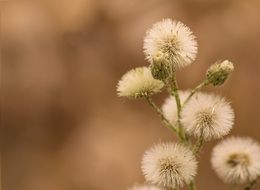 White Flowers Background Garden